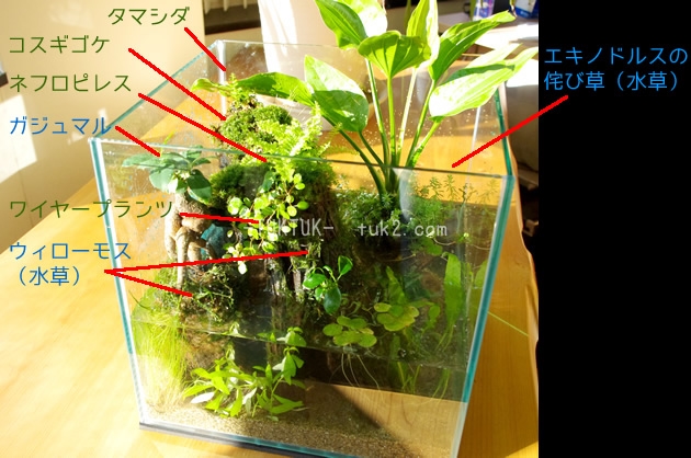 クランシー ツーリスト ハードウェア テラリウム 水槽 植物 I Marusho Jp